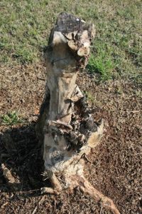 Crepe Myrtle Trimming: Do Not be a Lizzie Borden Image